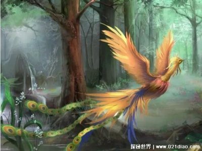 ​凤凰真的存在吗，存在(其原型是珍稀动物红腹锦鸡)