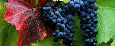 ​蓝莓葡萄的功效与禁忌