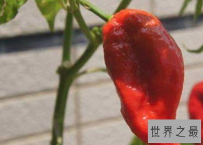 ​世界第一辣，龙吐气辣度248万