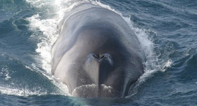 ​美国斯坦福大学生物学家首次成功地测试地球上最大的动物——蓝鲸的心脏收缩频