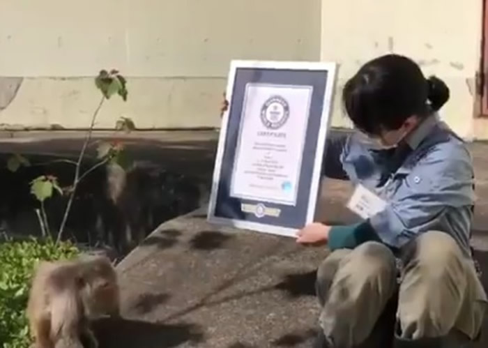 日本京都市动物园雌性猕猴“勤子”迎来42岁生日 为全球最高龄人工饲养猕猴