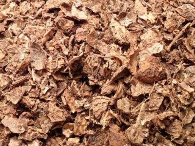 蝴蝶兰怎样繁殖新苗(蝴蝶兰叶子扦插方法)