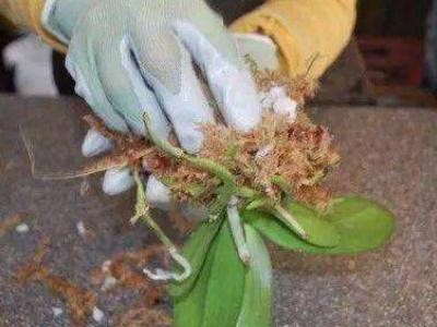 蝴蝶兰怎样繁殖新苗(蝴蝶兰叶子扦插方法)