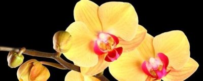 ​蝴蝶兰怎样繁殖新苗(蝴蝶兰叶子扦插方法)