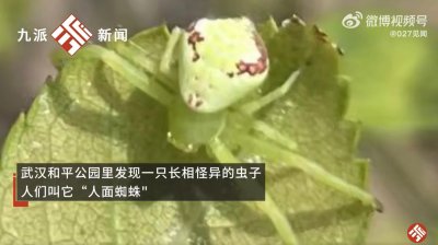 ​武汉一公园发现“人面蜘蛛”，专家：该虫不会结网只会守株待兔，对人没有危害