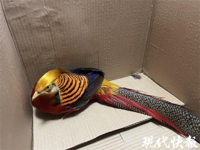 ​“凤凰”飞入工厂？专家：这是红腹锦鸡