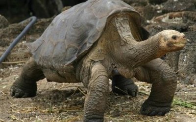 ​千年王八万年龟，世界上最后一只平塔象龟