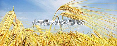 ​小麦是大米还是面粉