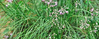 ​薤白俗称什么