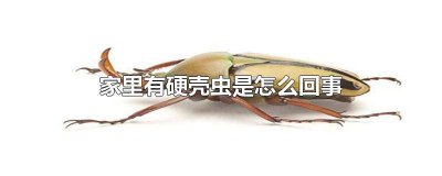 ​家里怎么会有硬壳虫 家里总有一些壳很硬的小虫子