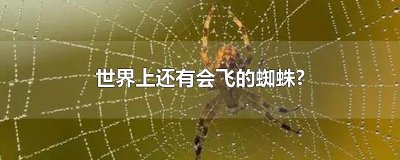 ​世界上还有会飞的蜘蛛?