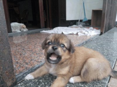 ​农村土狗 曾被称为‘国犬’