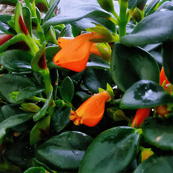 金鱼花喜阴还是喜阳(金鱼花浇水的正确方法)