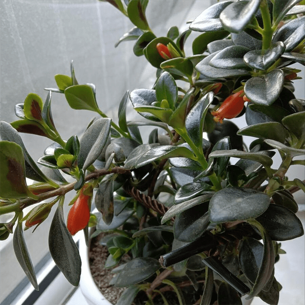 金鱼花喜阴还是喜阳(金鱼花浇水的正确方法)