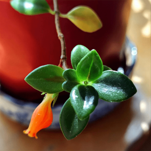 ​金鱼花喜阴还是喜阳(金鱼花浇水的正确方法)