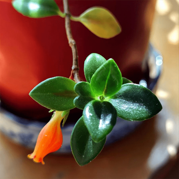 金鱼花喜阴还是喜阳(金鱼花浇水的正确方法)