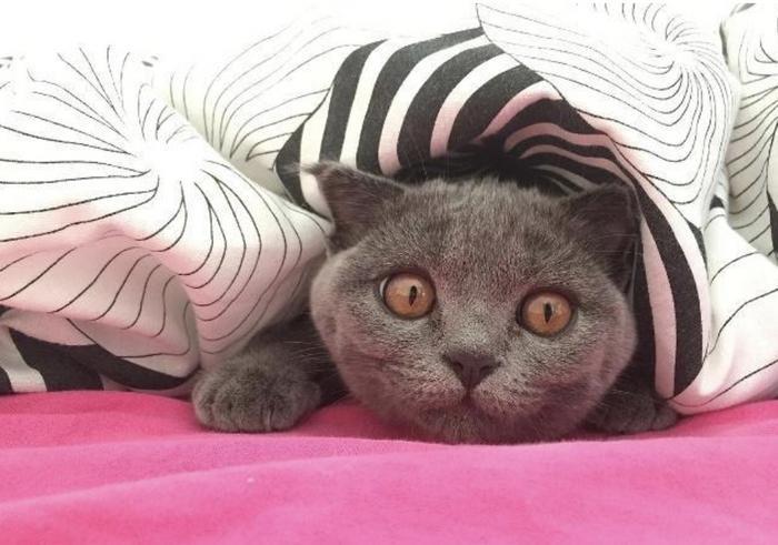 浙江大学硕士毕业论文研究“云吸猫”,云吸猫到底是什么