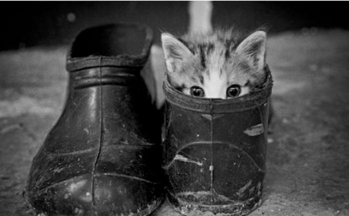 浙江大学硕士毕业论文研究“云吸猫”,云吸猫到底是什么