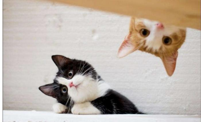 浙江大学硕士毕业论文研究“云吸猫”,云吸猫到底是什么