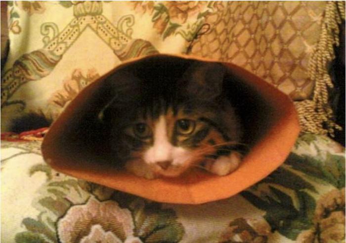 浙江大学硕士毕业论文研究“云吸猫”,云吸猫到底是什么