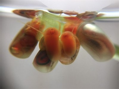 ​来自南美苹果螺的卵 生命原来是这样诞生的