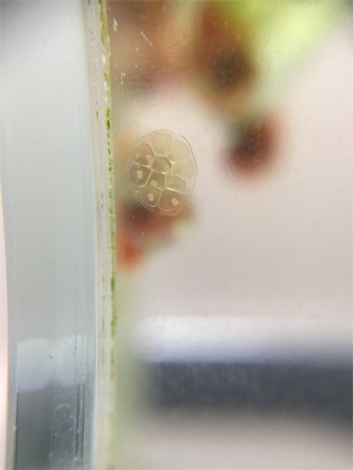 来自南美苹果螺的卵 生命原来是这样诞生的