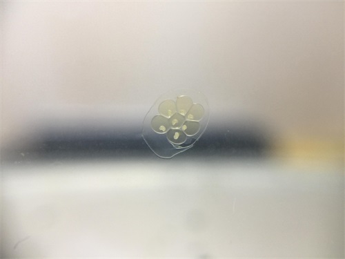 来自南美苹果螺的卵 生命原来是这样诞生的