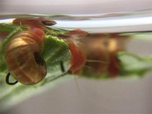 来自南美苹果螺的卵 生命原来是这样诞生的