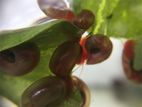 来自南美苹果螺的卵 生命原来是这样诞生的