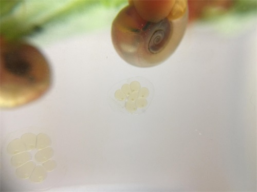 来自南美苹果螺的卵 生命原来是这样诞生的
