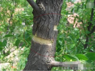 ​果树环剥方法步骤及注意事项