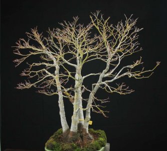 ​冬天盆景园的作品欣赏，盆景宛若蛟龙，小枝干似爪牙，极为惊艳