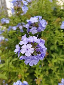 ​谨记历史，川军抗日