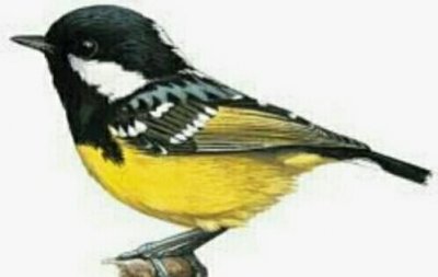 ​有羽冠的山雀——黑冠山雀