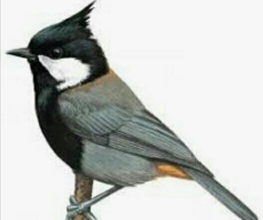 有羽冠的山雀——黑冠山雀