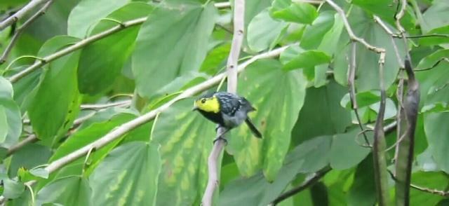 有羽冠的山雀——黑冠山雀