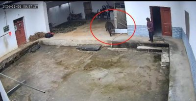 ​ 野猪闯入家中撕咬老人，医院：失血过多，当场死亡