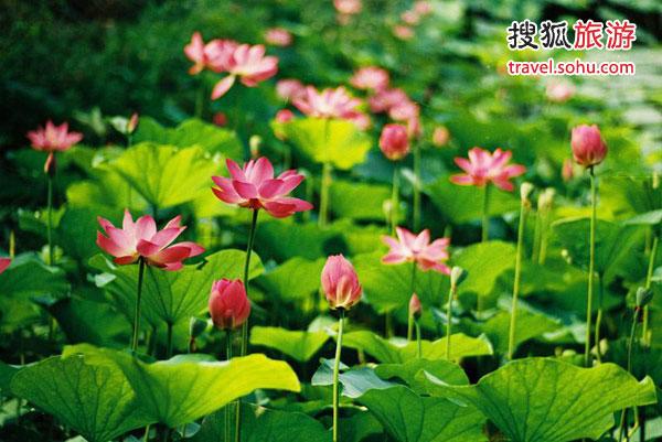 二、世外桃源——白洋淀