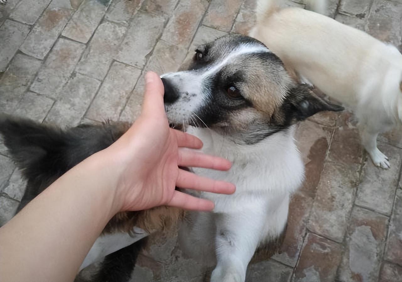 狗狗舔主人手脚意味着什么(其实是在告诉你这几件事)