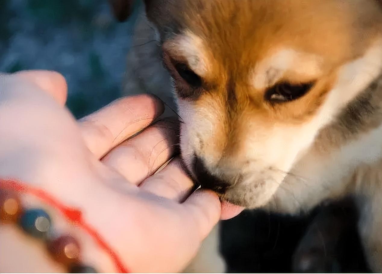 狗狗舔主人手脚意味着什么(其实是在告诉你这几件事)