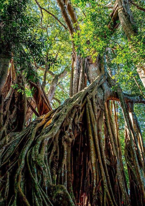 3、那大镇那大村千年古榕树群和光大村万年古榕树群