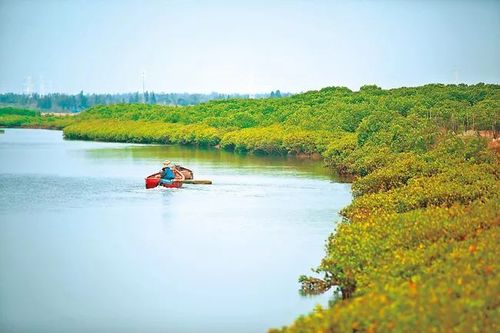 2、儋州大榕树湾