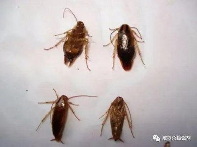 ​家里面有蟑螂的原因（为什么家里会有蟑螂）