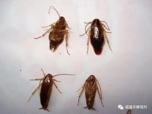 家里面有蟑螂的原因(为什么家里会有蟑螂)(图1) 家里面有蟑螂的原因(为什么家里会有蟑螂)(图1)