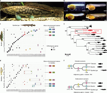​“活化石”弓鳍鱼正在守护着有助揭开人类进化史和健康状况的基因秘密