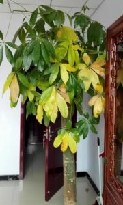 ​家中养的发财树总是黄叶、落叶？跟着我一起看看解决方法吧