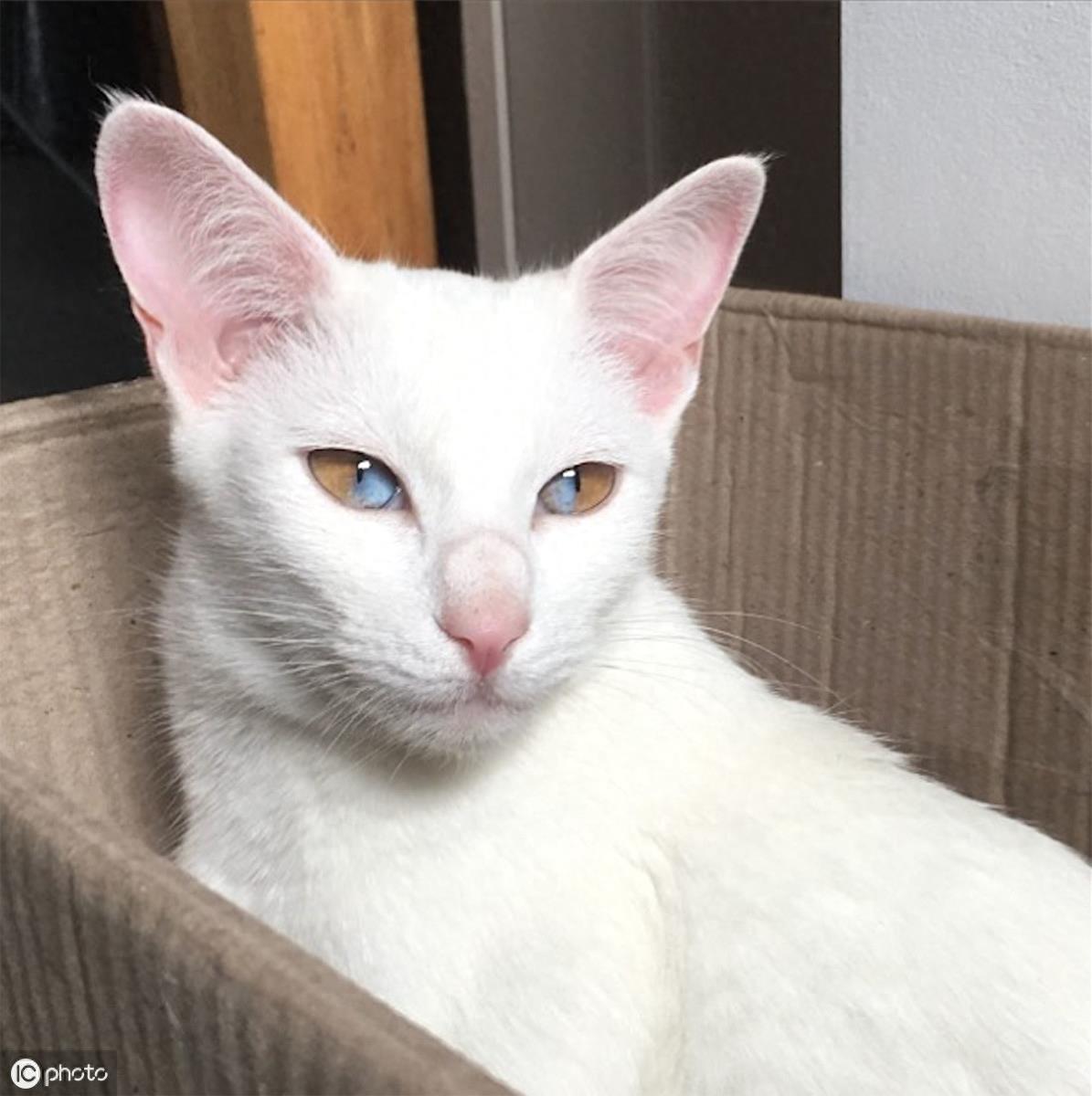 异瞳大家都见过,这只英国3岁猫咪不一般,眼睛分成蓝半球黄半球