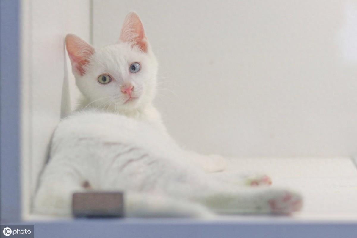 异瞳大家都见过,这只英国3岁猫咪不一般,眼睛分成蓝半球黄半球