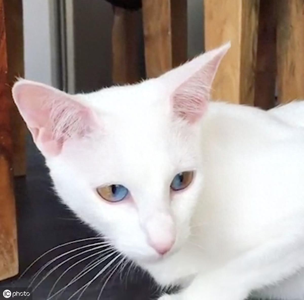 异瞳大家都见过,这只英国3岁猫咪不一般,眼睛分成蓝半球黄半球