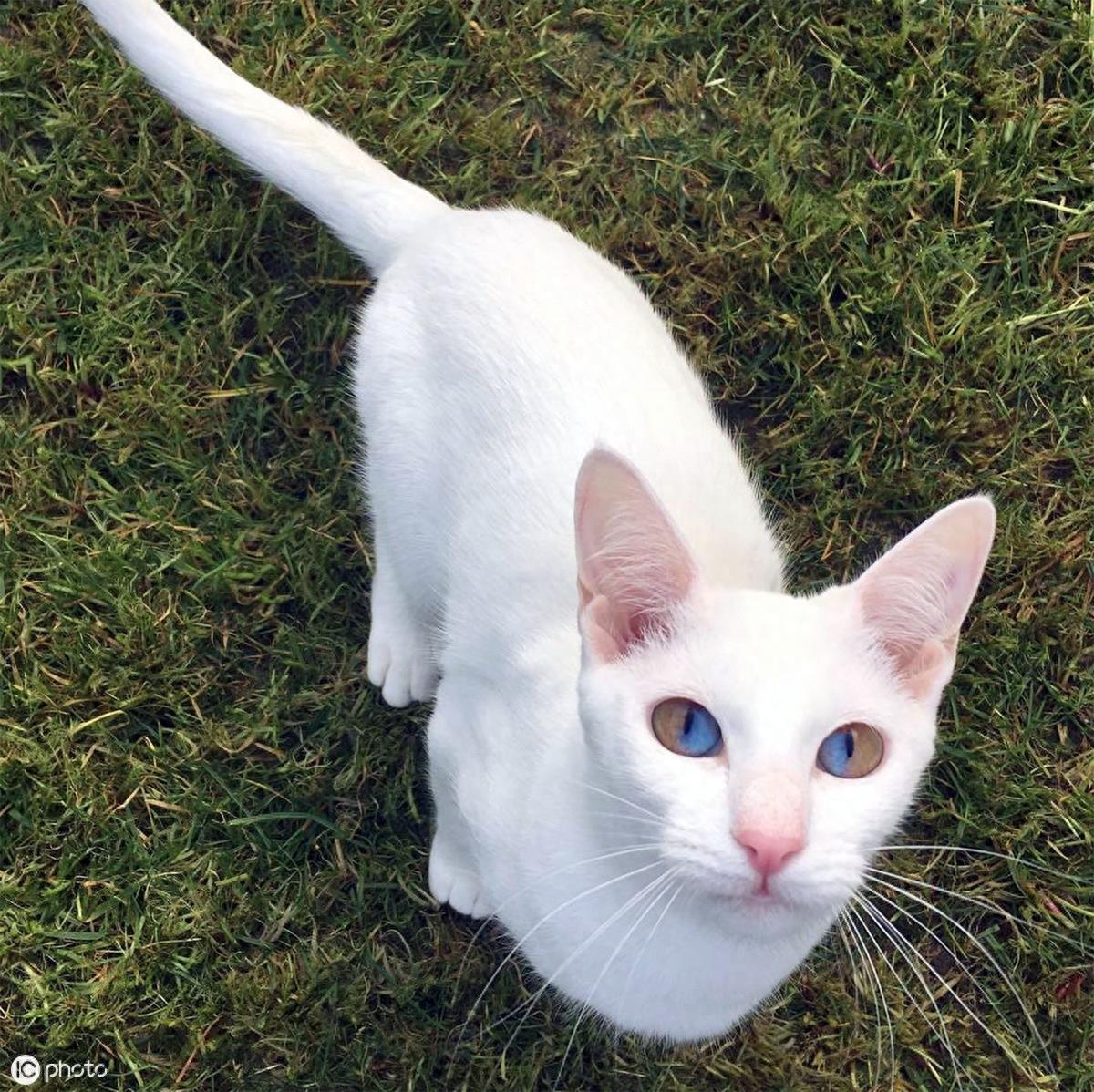 异瞳大家都见过,这只英国3岁猫咪不一般,眼睛分成蓝半球黄半球